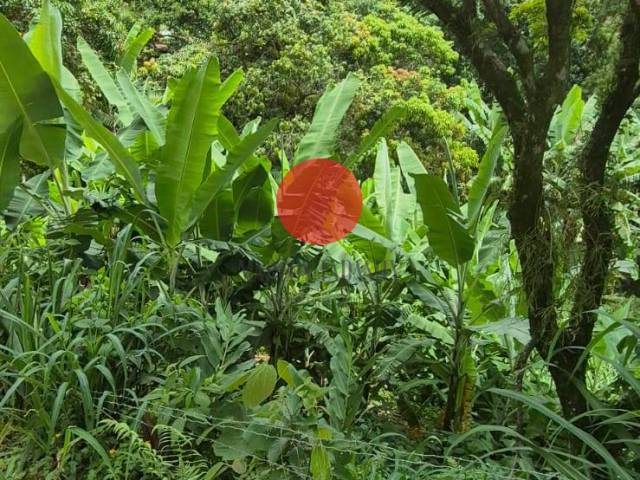 #6872 - Chácara para Venda em Santana de Parnaíba - SP - 3