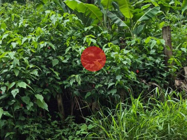 Chácara para Venda em Santana de Parnaíba - 5